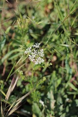 Bifora radians