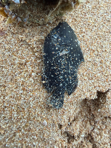 Spotted Oceanic Triggerfish