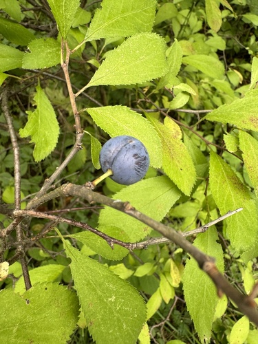 Наблюдение на iNaturalist