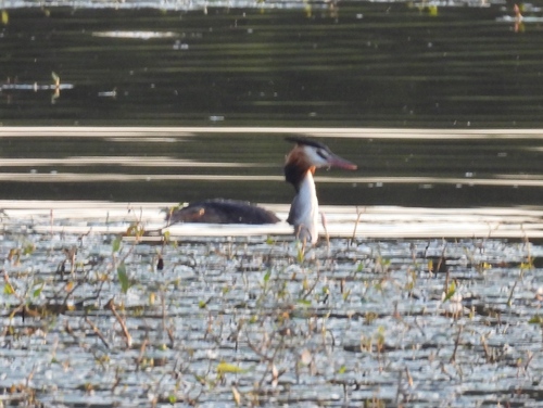 Great Crested Grebe