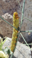 Hyles lineata