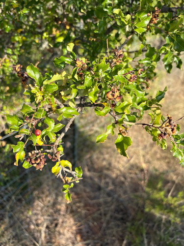 Limestone prickly ash
