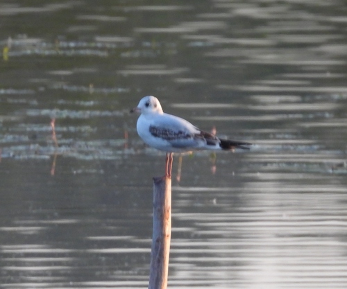 Black-headed Gull