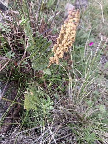 Anemia tomentosa