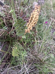 Anemia tomentosa