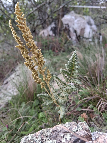 Anemia tomentosa, photograph 2
