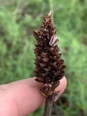 Xyris laxifolia iridifolia