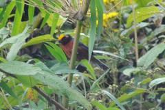 Catamblyrhynchus diadema