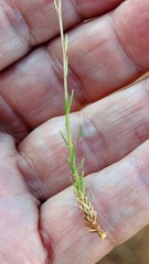 Linum narbonense