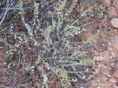 Astragalus incanus nummularioides