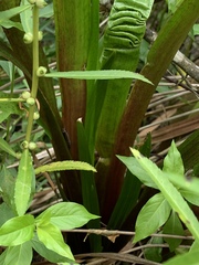 Xyris laxifolia iridifolia