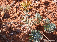 Euphorbia nicaeensis