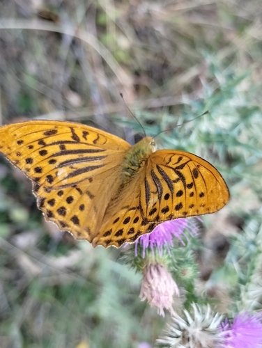 Silver-washed Fritillary