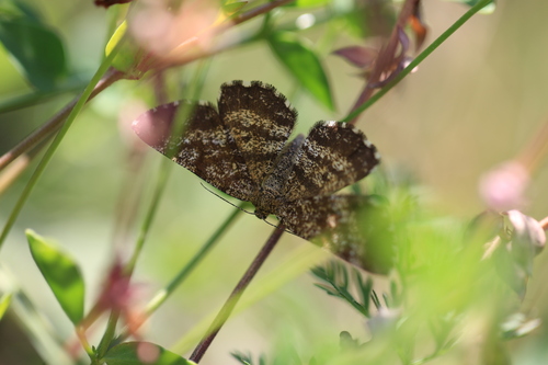 Common Heath