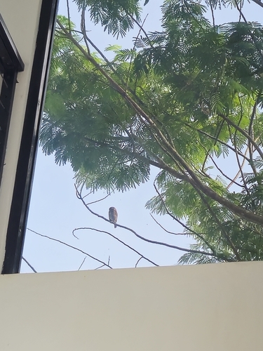 Ferruginous Pygmy-Owl