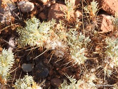 Astragalus granatensis