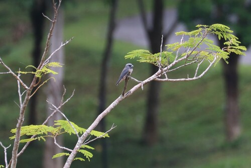 Ashy Woodswallow
