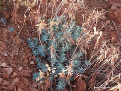 Euphorbia nicaeensis