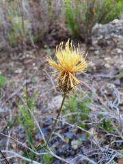 Centaurea occasus