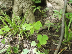 Oxalis illinoensis