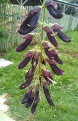 Mucuna pruriens