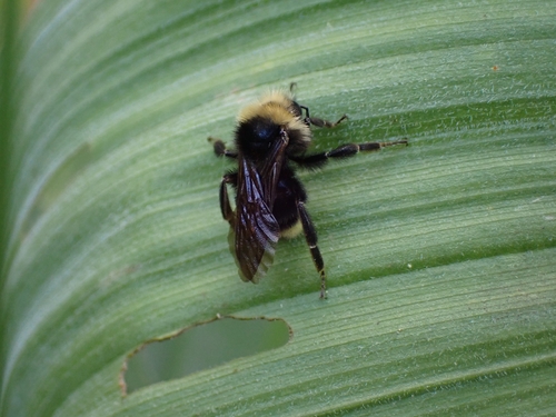iNaturalist observation photo of Yellow-faced Bumble Bee
