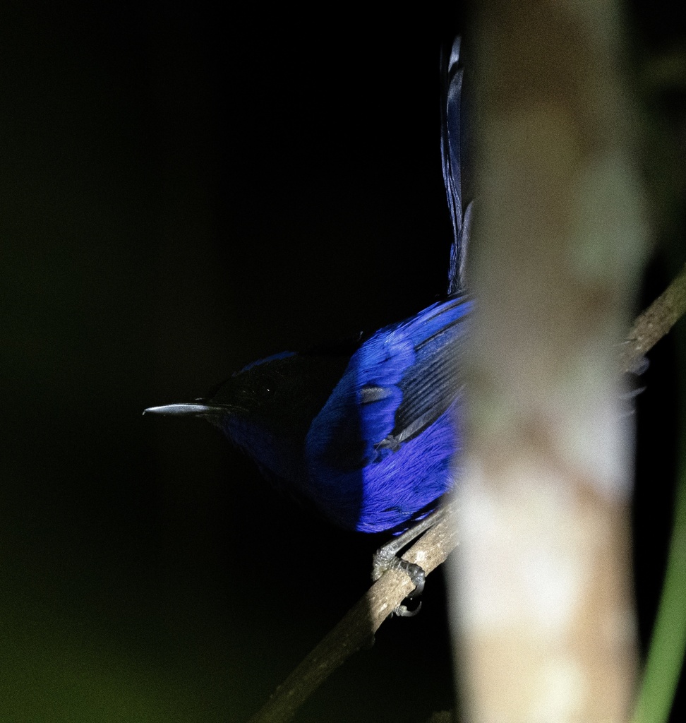 Cikrak-peri kaisar (Malurus cyanocephalus)