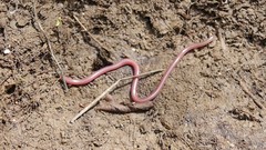 Xerotyphlops vermicularis