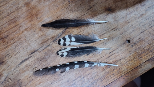 Plume de Pic mar