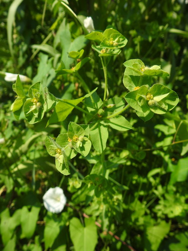 Euphorbia hirsuta, photograph 2