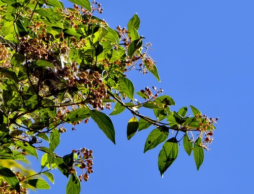 Viburnum foetidum, 2026-08-05