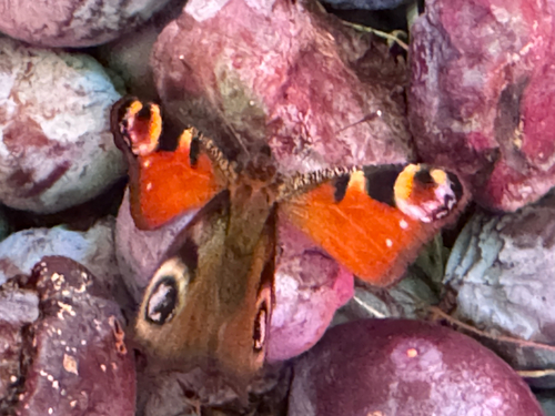 European Peacock Butterfly
