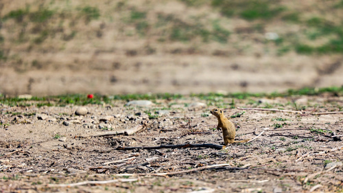 European Ground Squirrel