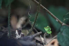 Microlepia
