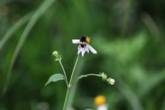 Phytomia