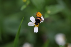 Phytomia
