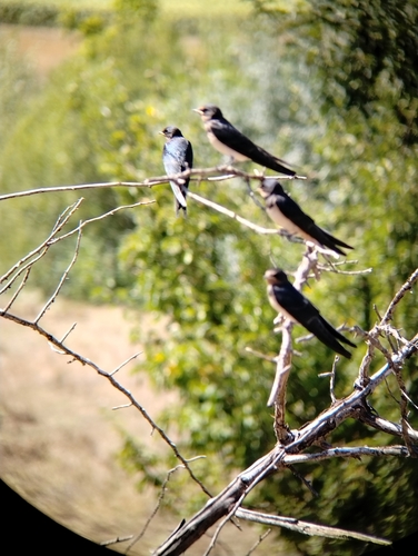 Barn Swallow