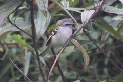 Mecocerculus stictopterus