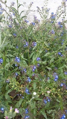 Anchusa stylosa
