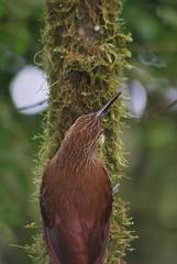 Xiphocolaptes promeropirhynchus