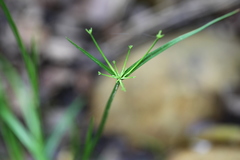 Juncus prismatocarpus leschenaultii
