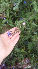 Anchusa stylosa