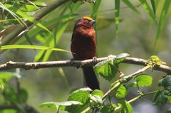 Catamblyrhynchus diadema