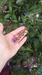 Anchusa stylosa