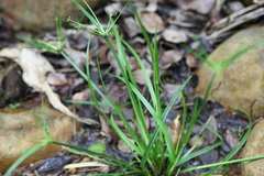 Juncus prismatocarpus leschenaultii