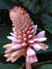 Alpinia sessiliflora