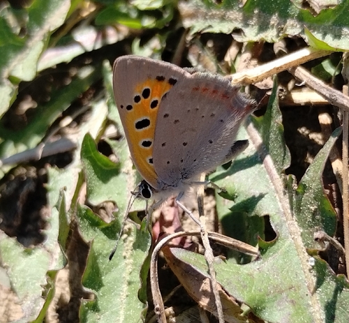 Small Copper
