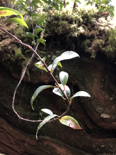 Myrsine stolonifera iNat (1)