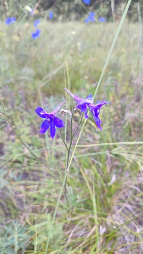 Delphinium grandiflorum, photograph 4