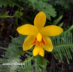 Spathoglottis pubescens, photograph author not stated, no rights reserved